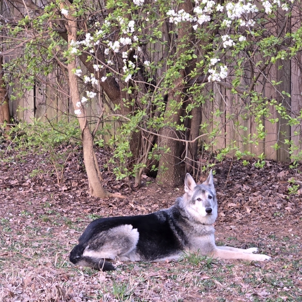 BENTLEY IS CANCER FREE!!! LETS CELEBRATE!!! ACCEPTING ALL REASONABLE OFFERS!!! - Picture 12 of 13